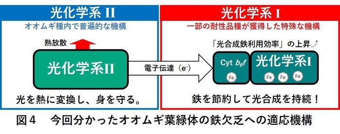 図4 今回分かったオオムギ葉緑体の鉄欠乏への適応機構