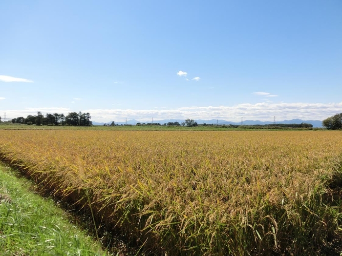 北海道当別町　桧山農場で生産されています