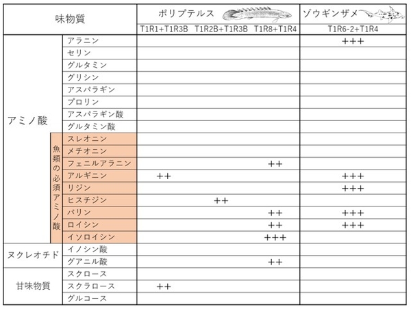 表1 ポリプテルスとゾウギンザメのT1Rが受容する味物質