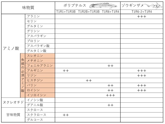 表1 ポリプテルスとゾウギンザメのT1Rが受容する味物質