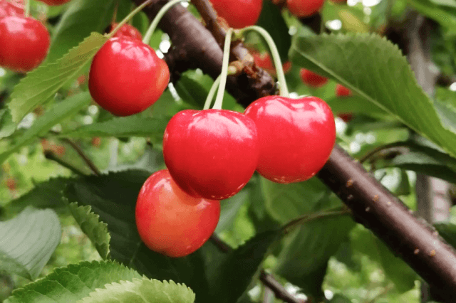 山形県大石田町産の佐藤錦