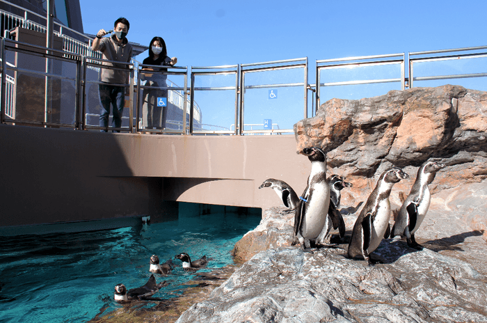 『ペンギンたちへプレゼント』1 ※画像はイメージです。