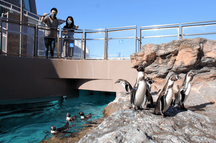 『ペンギンたちへプレゼント』1 ※画像はイメージです。
