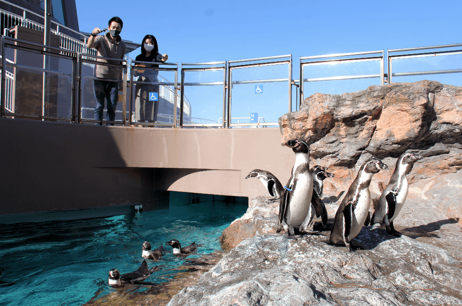 『ペンギンたちへプレゼント』1 ※画像はイメージです。