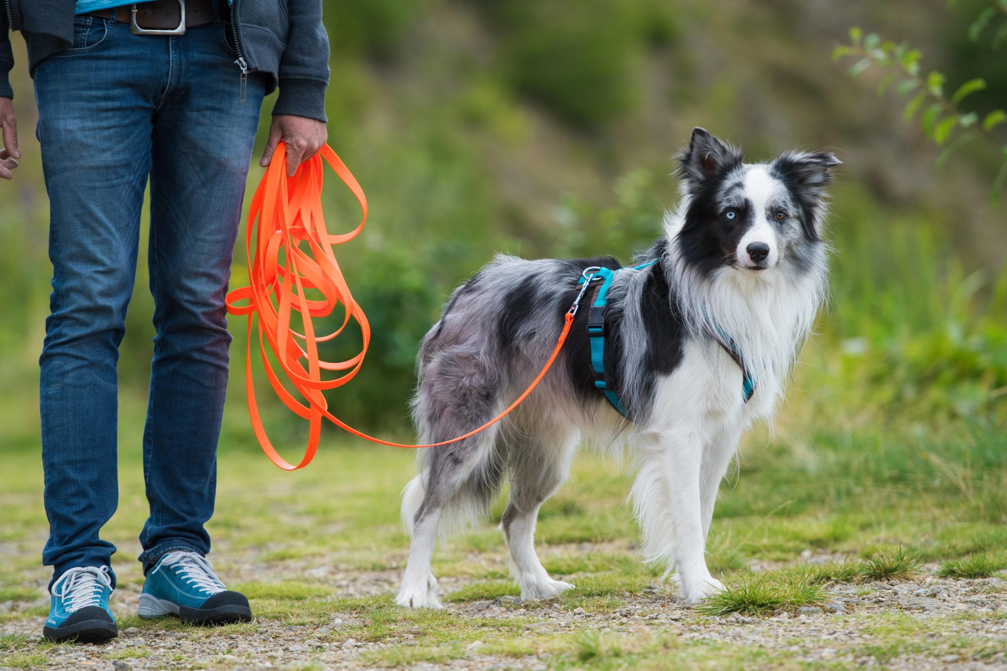 犬の散歩にはマナーがある 飼い主が知っておくべきマナーとは Newscast