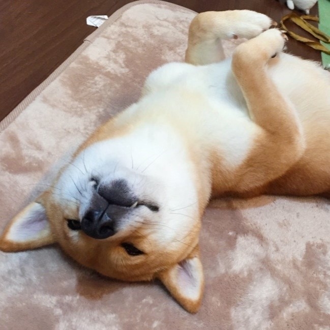 中型犬モデル かえで(3)