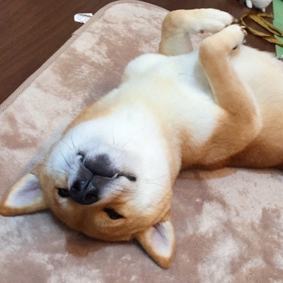中型犬モデル かえで(3)