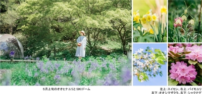 ROKKO森の音ミュージアム SIKIガーデンSpring Season“Waltz” スイセン、オオヒナユリなど春の花々とアート、 音楽が調和したフェアを開催
