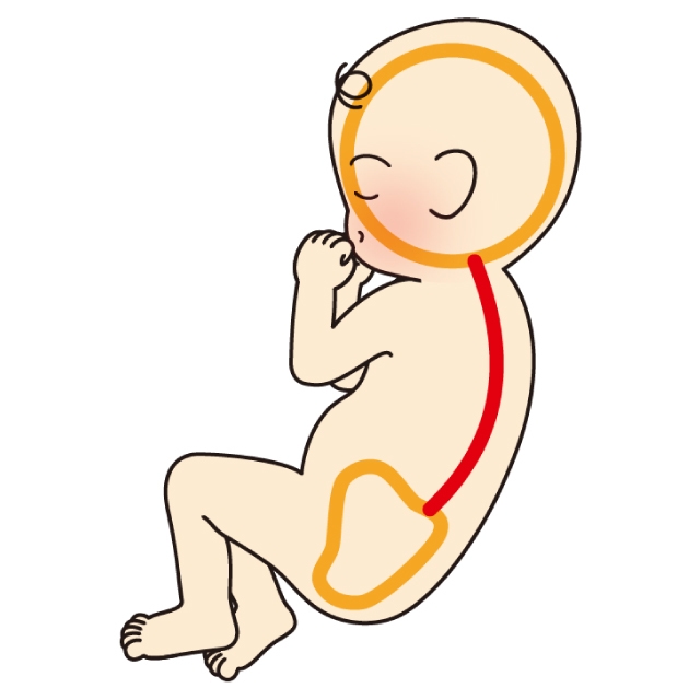 生まれてすぐ。背中はCカーブを保っている。