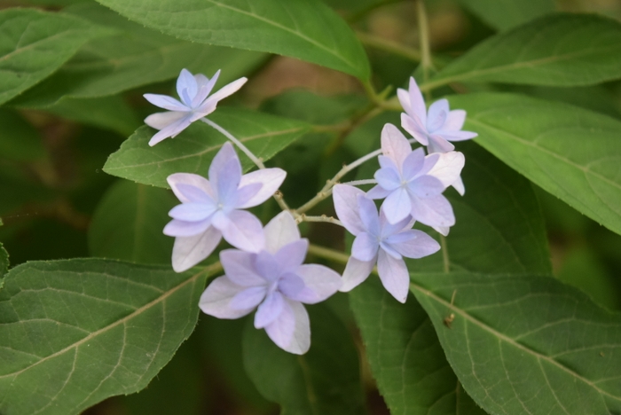 七段花