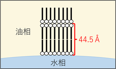 模式図