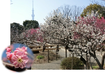 2/10～3/3【向島百花園】「梅まつり」開催