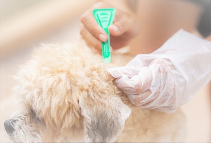 Close up woman applying tick and flea prevention treatment and medicine to her dog or pet