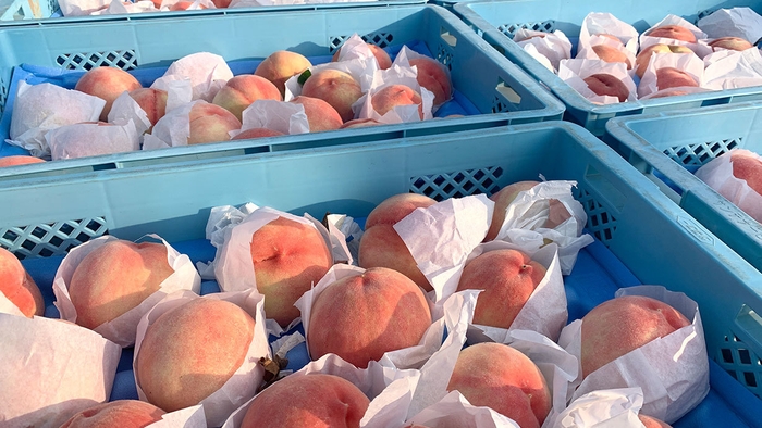 桃の名産地 紀の川市(2)