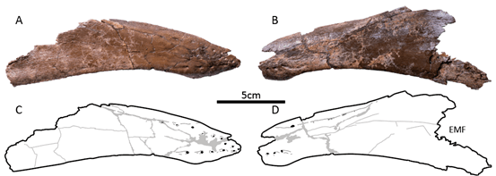 新発見の大型オルニトミムス類の下顎の写真(A, B)とスケッチ（C, D）。
