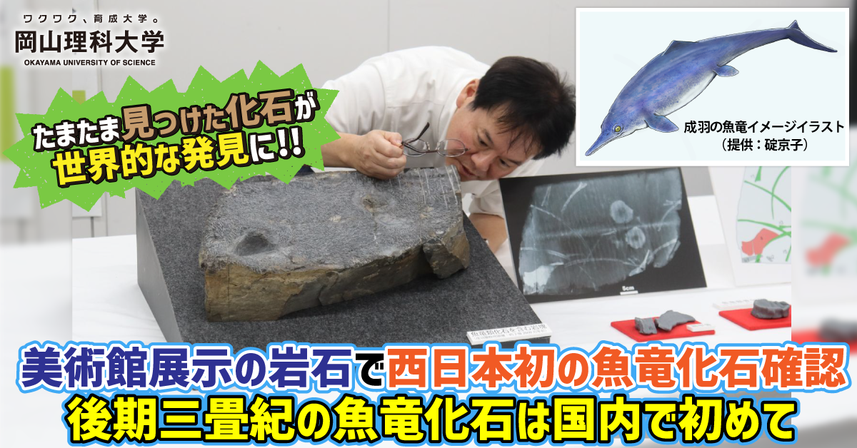 【岡山理科大学】たまたま見つけた化石が世界的な発見に!!　美術館展示の岩石で西日本初の魚竜化石確認　後期三畳紀の魚竜化石は国内で初めて