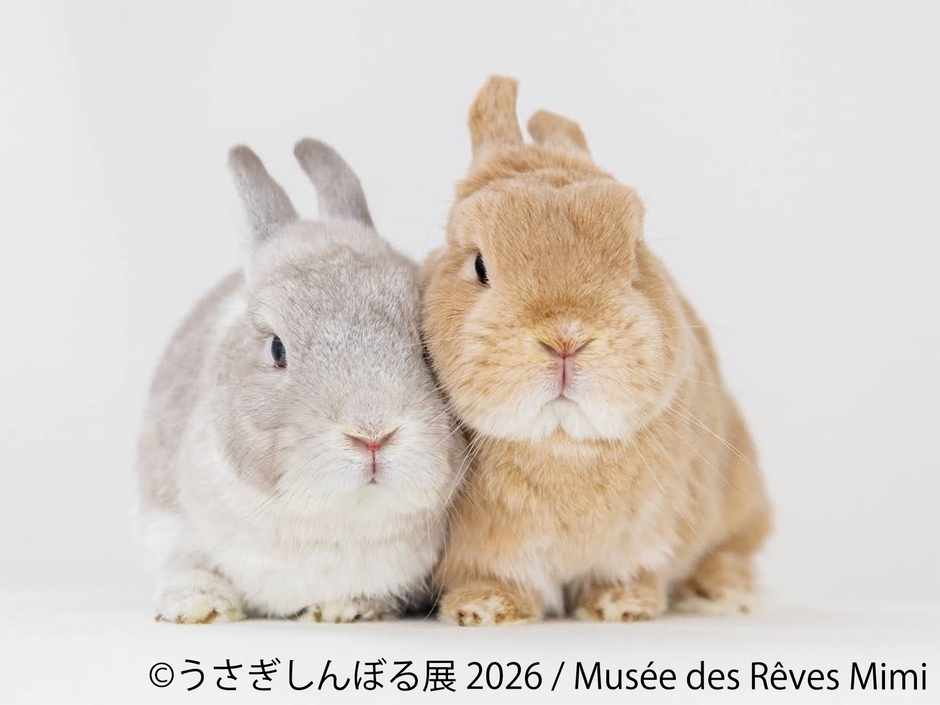 展示作品:Musee des Reves Mimi