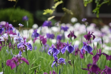 【花菖蒲が開花しました！】花菖蒲を楽しむ　～初夏の大名庭園を彩る優雅な紫～