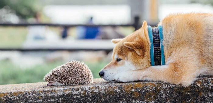 「ボクの針は痛くない」画像5