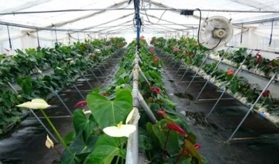 福島県川俣町の新設ビニールハウスにてアンスリウム定植体験　農学部の学生と川俣町の小学生らが参加