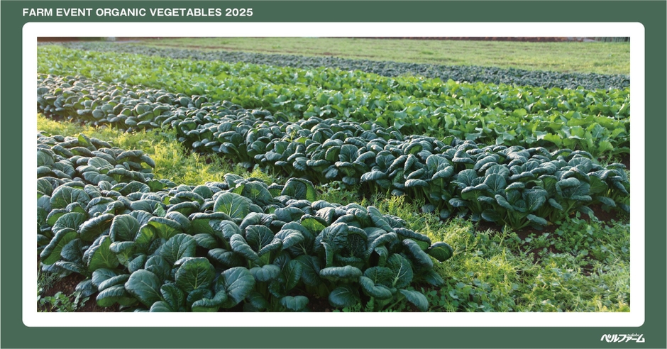 有機野菜3種収穫体験イベントイメージ画像②