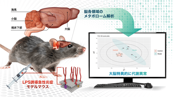 本研究の概要図（炎症モデルマウスの脳を解析し、大脳の代謝異常を確認）