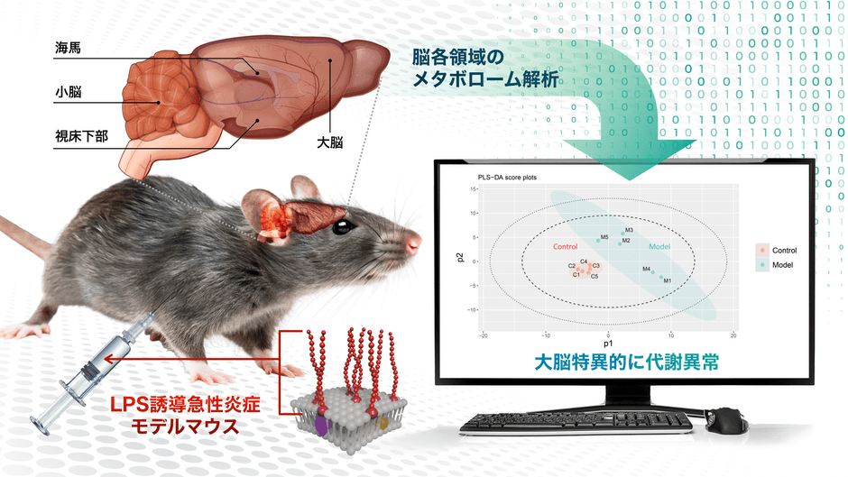 本研究の概要図（炎症モデルマウスの脳を解析し、大脳の代謝異常を確認）