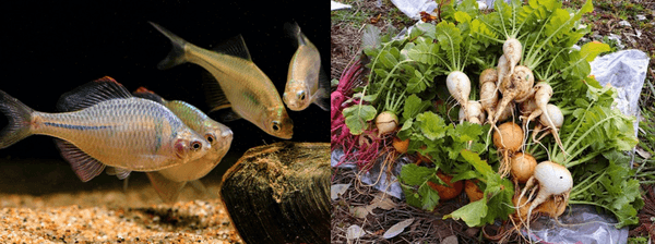 ニッポンバラタナゴ（ペタキン）（左）、「ぺたきんの恵み」認証を受けた農産物（右）