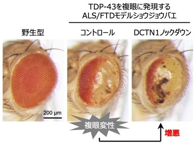 図2）複眼にTDP-43を発現するALS/FTDモデルショウジョウバエにおいて、DCTN1をノックダウンすると、TDP-43による複眼変性が増悪した。