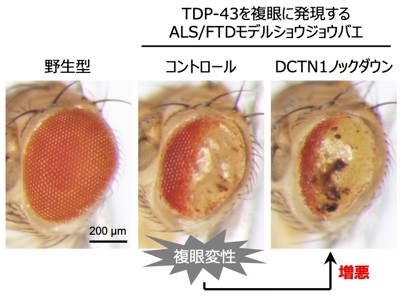 図2)複眼にTDP-43を発現するALS/FTDモデルショウジョウバエにおいて、DCTN1をノックダウンすると、TDP-43による複眼変性が増悪した。