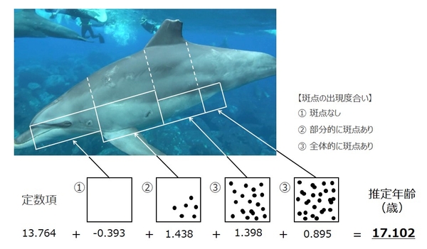 年齢と斑点の関係式の例　各エリアの斑点の密度に応じたスコアと定数の合算により推定年齢が得られる。