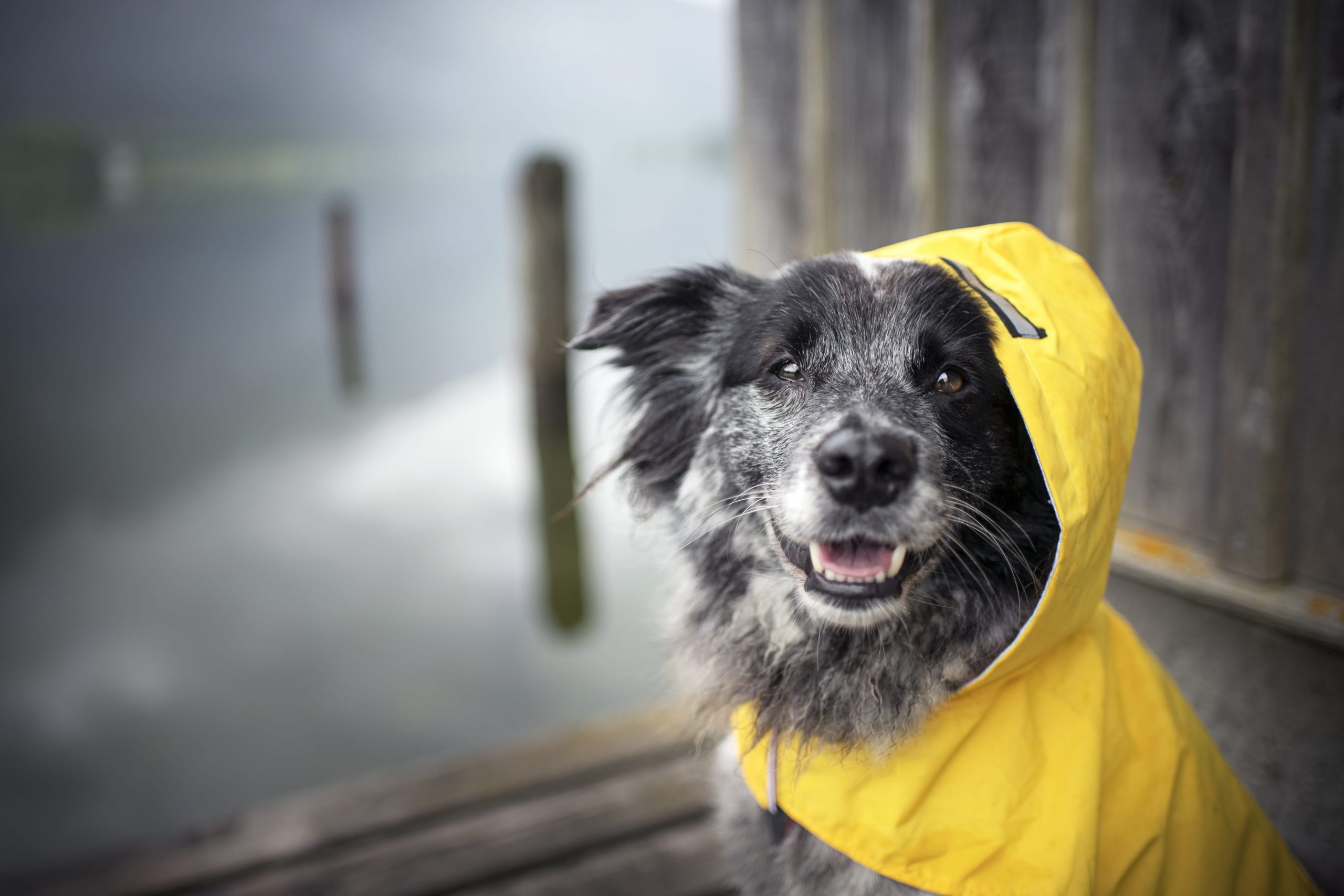雨の日の犬の散歩に便利なグッズ3選 Newscast