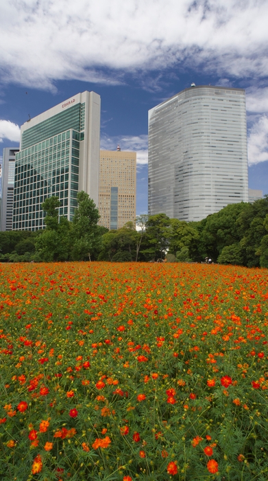 満開のキバナコスモス(過去の様子)