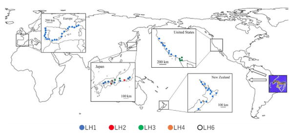 アルゼンチンアリのスーパーコロニーの世界分布