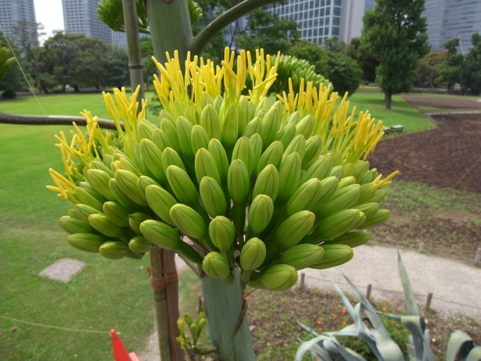 前回の開花の様子。