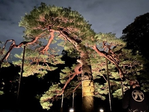 吹上松のライトアップ（昨年の様子）