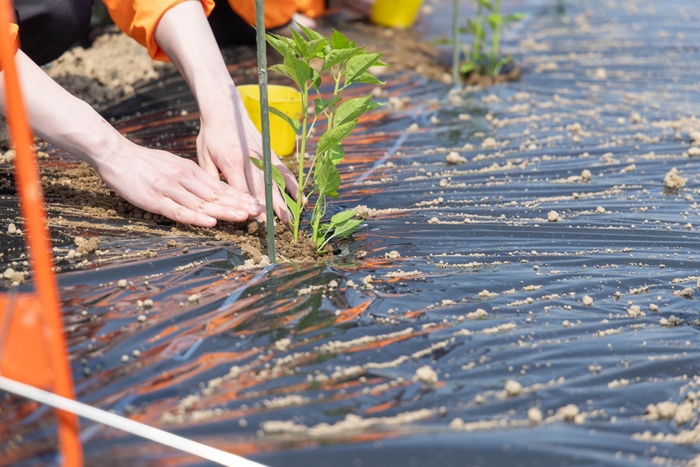 ひとつひとつ丁寧に定植