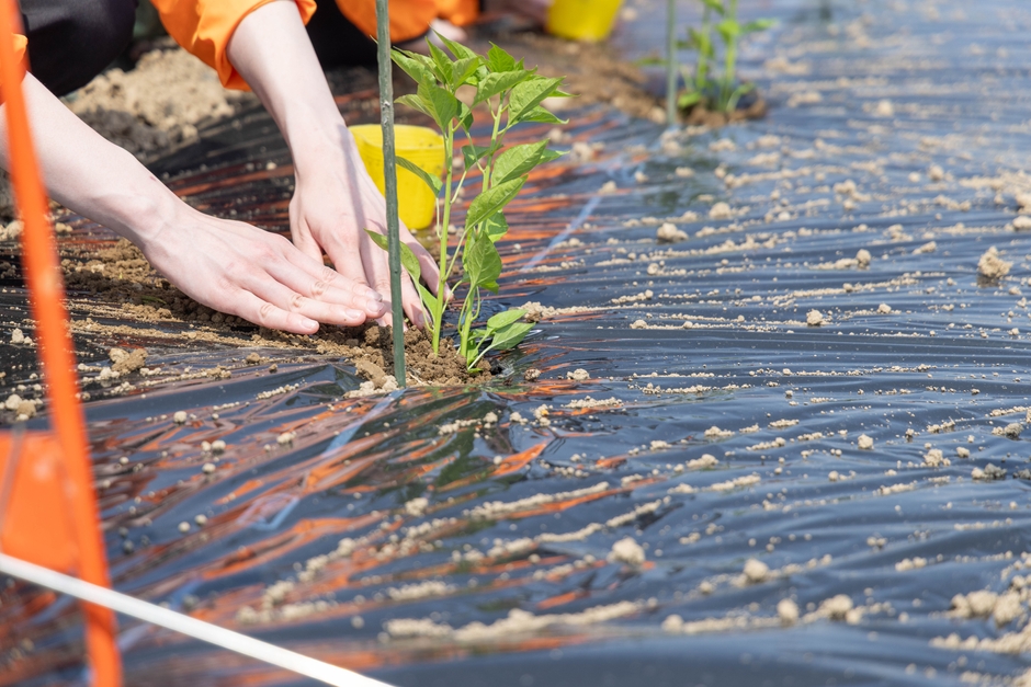 ひとつひとつ丁寧に定植