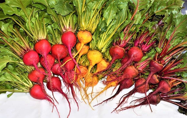 今回使用するのは「サラダビーツ」と「ソーレ」(右の2品種)