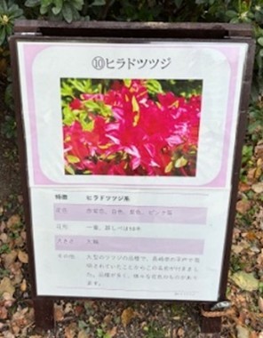 ツツジの樹名板(イメージ)