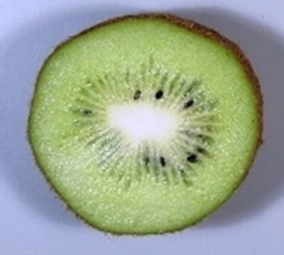 図３　B：1か所の柱頭に受粉すると種子の分布に偏りがあり、果実は変形した。