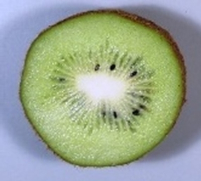 図3 B:1か所の柱頭に受粉すると種子の分布に偏りがあり、果実は変形した。