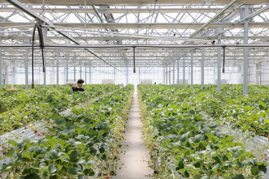 温泉熱を活用した栽培が行われる、宮城県蔵王町の「いちごの国ゾーナ農園」