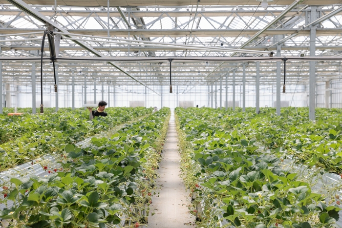 温泉熱を活用した栽培が行われる、宮城県蔵王町の「いちごの国ゾーナ農園」