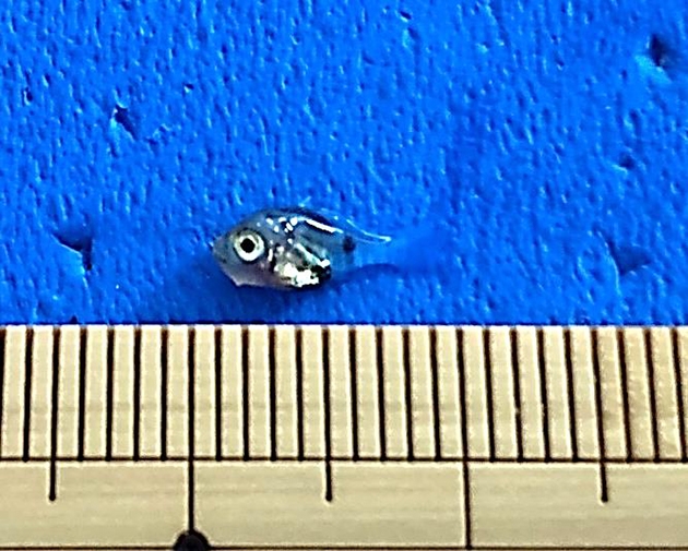 ノドグロ稚魚(40日齢)