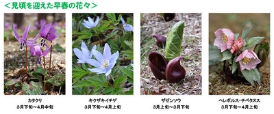 六甲高山植物園に春到来！3月18日(土)シーズンオープン