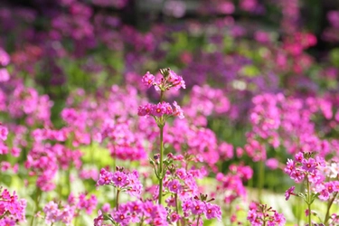 六甲高山植物園　85周年記念 クリンソウの湿生区がリニューアル！