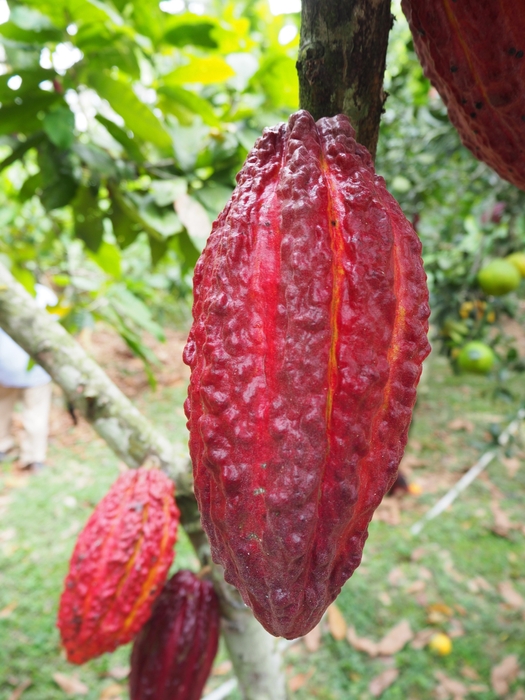 AMAZON CACAO　アマゾンカカオ