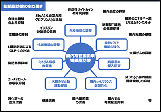 短鎖脂肪酸の主な働き