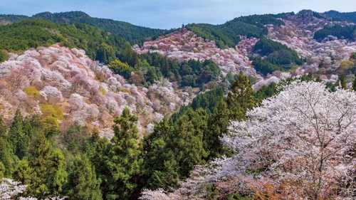 【1日限定】世界遺産・吉野山の桜を空から一望
ヘリコプター遊覧付き日帰りバスツアー